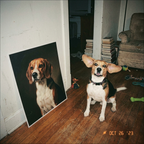 Blije beagle naast zijn eigen portretposter thuis