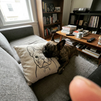 Franse bulldog besnuffelt het kussen met zijn eigen portret